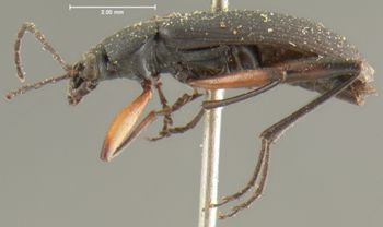 Media type: image;   Entomology 4721 Aspect: habitus lateral view